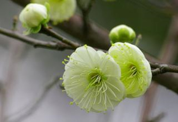綠梅 綠梅
