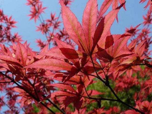 紅楓的三大用途，你知道哪個？
