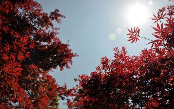 紅楓的三大用途，你知道哪個？！