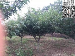 2016下半年最新最全櫻花樹(shù)苗價(jià)格已出，請(qǐng)更新