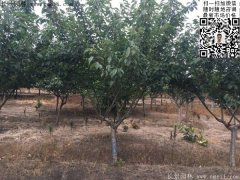 今年的櫻花樹(shù)苗多少錢一棵？