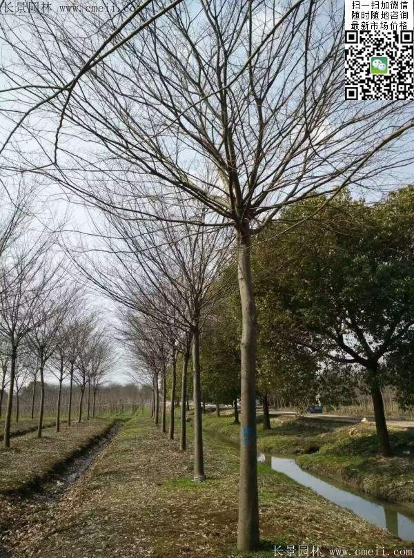 沭陽(yáng)櫸樹 沭陽(yáng)櫸樹