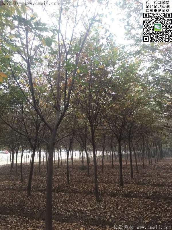 沭陽(yáng)櫸樹 沭陽(yáng)櫸樹