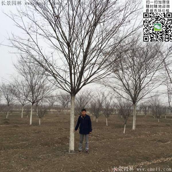 沭陽(yáng)櫸樹 沭陽(yáng)櫸樹