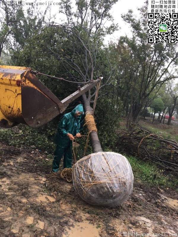 沭陽櫸樹批發 沭陽櫸樹批發