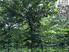 「國家二級重點保護(hù)植物」紅櫸樹的崛起