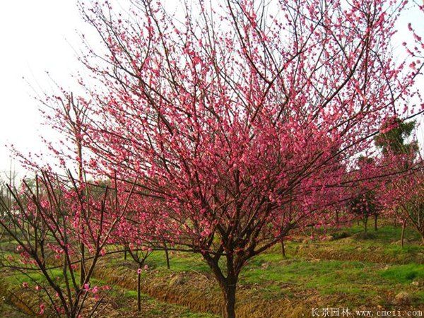 批發(fā)供應紅梅和骨里紅梅，規(guī)格齊全、價格低