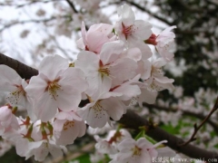 哪里有櫻花樹(shù)苗？推薦一家誠(chéng)信單位