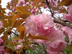 「內(nèi)部文件」江蘇櫻花樹(shù)苗批發(fā)價(jià)格單曝光！