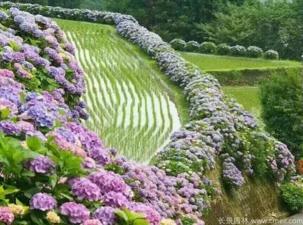 八仙花圖片基地實拍 八仙花圖片基地實拍