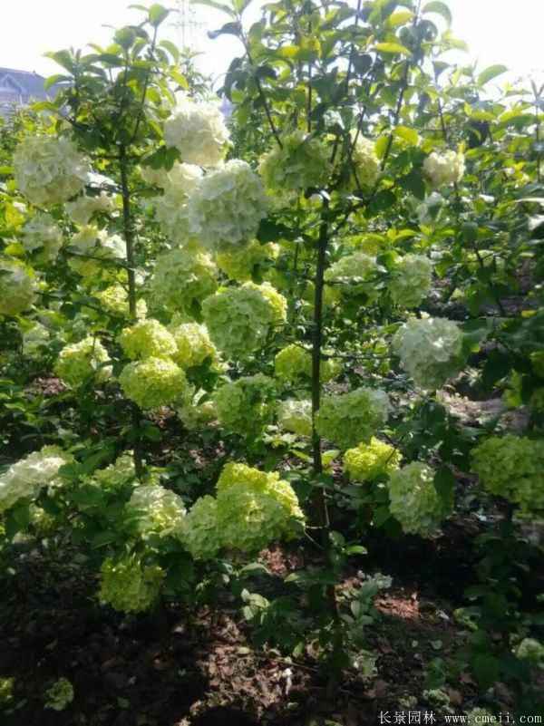 繡球花圖片基地實拍 繡球花圖片基地實拍