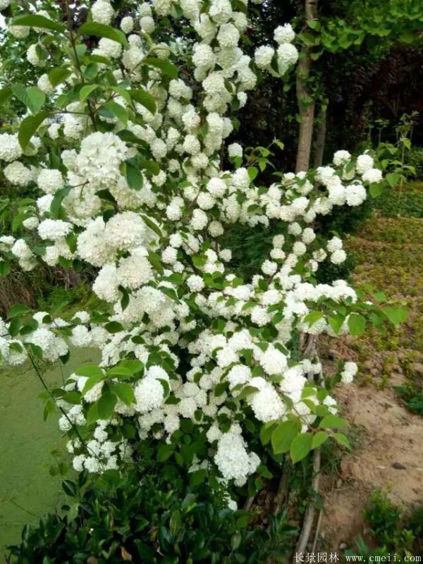繡球花圖片基地實拍 繡球花圖片基地實拍