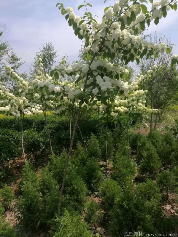 繡球花圖片基地實拍 繡球花圖片基地實拍