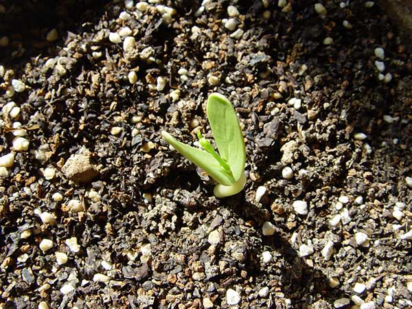合歡種子發芽率圖片 合歡種子發芽率圖片