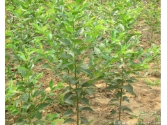 咨詢櫻花樹(shù)苗價(jià)格，先來(lái)比較大的櫻花種植區(qū)考
