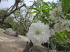 全國(guó)這里櫻花樹(shù)苗價(jià)格很低，不怕你比較