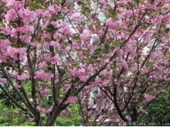 櫻花樹(shù)苗多少錢一棵，來(lái)長(zhǎng)景園林看看