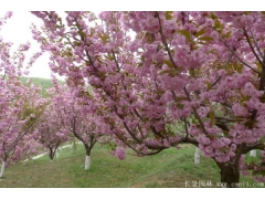 櫻花樹(shù)苗多少錢一棵  櫻花樹(shù)苗價(jià)格