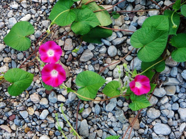 牽?；ǚN子發芽出苗開花圖片