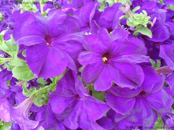 牽?；ǚN子發芽出苗開花圖片
