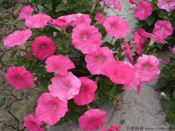 牽?；ǚN子發芽出苗開花圖片