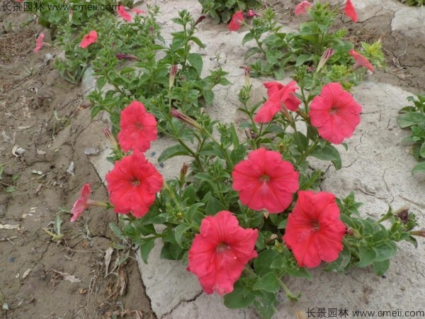 牽?；ǚN子發芽出苗開花圖片