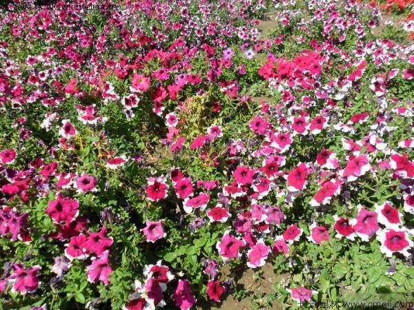 牽?；ǚN子發芽出苗開花圖片