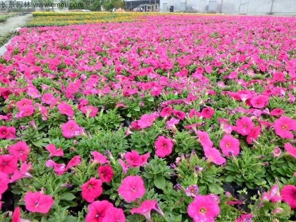 牽?；ǚN子發芽出苗開花圖片