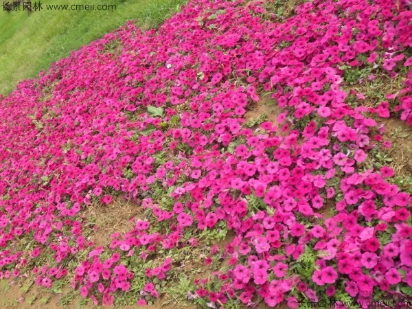 牽?；ǚN子發芽出苗開花圖片