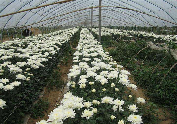 菊花 菊花