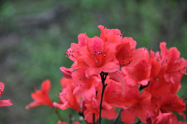 杜鵑花3.jpg