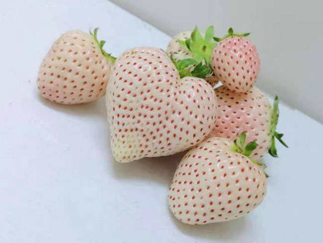 1569320393287117.jpg 白草莓市場(chǎng)行情怎么樣?白草莓種植前景如何?