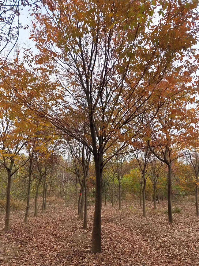 紅櫸樹 紅櫸樹