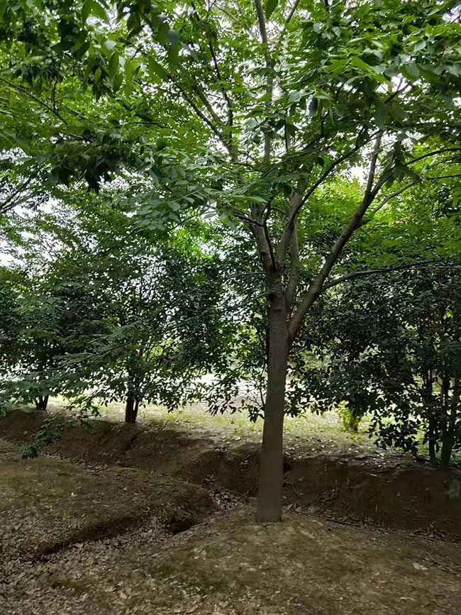 紅櫸樹 紅櫸樹