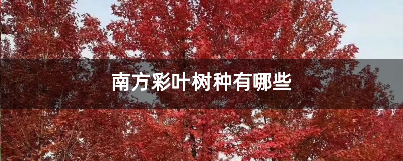 南方彩葉樹種有哪些 南方彩葉樹種有哪些