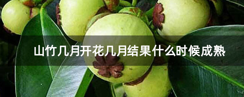山竹幾月開花幾月結(jié)果什么時(shí)候成熟 山竹幾月開花幾月結(jié)果什么時(shí)候成熟