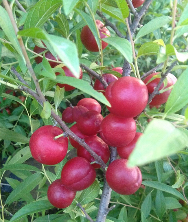鈣果 鈣果