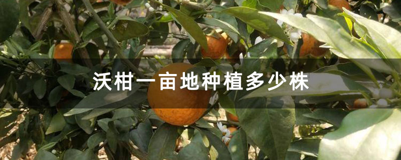 沃柑一畝地種植多少株 沃柑一畝地種植多少株